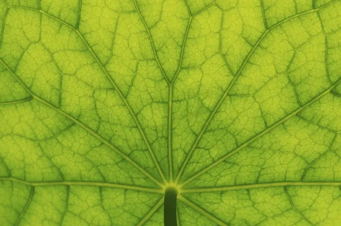 Framed Print : Bottom View of Nasturtium Leaf Print Framed Print : Bottom View of Nasturtium Leaf Print