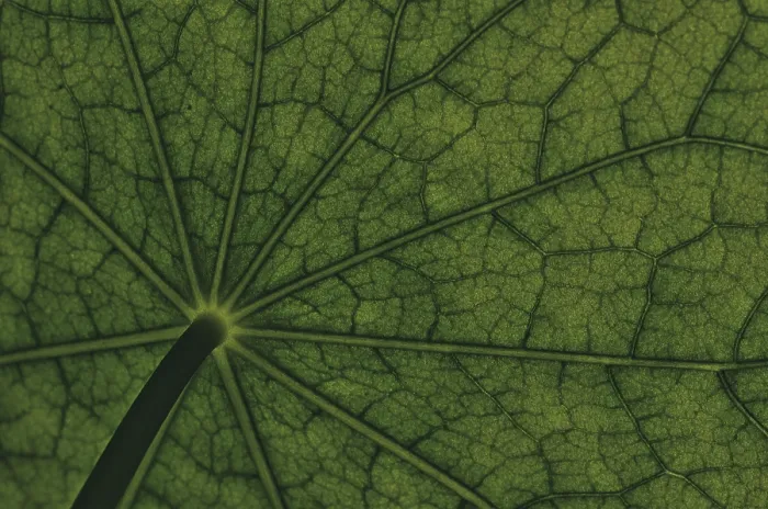 Framed Print : Bottom View of Nasturtium Leaf Print Framed Print : Bottom View of Nasturtium Leaf Print