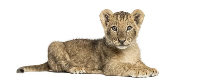 Framed Print : Side View Lion Cub Print, 10 Weeks Old Framed Print : Side View Lion Cub Print, 10 Weeks Old