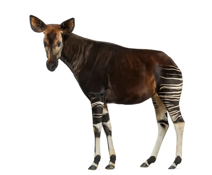 Framed Print : Okapi Side View Print - Okapia johnstoni Framed Print : Okapi Side View Print - Okapia johnstoni