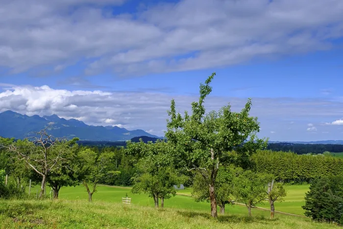 Framed Print : View over orchards on Schellenberg, Chiemgau, Germany Print