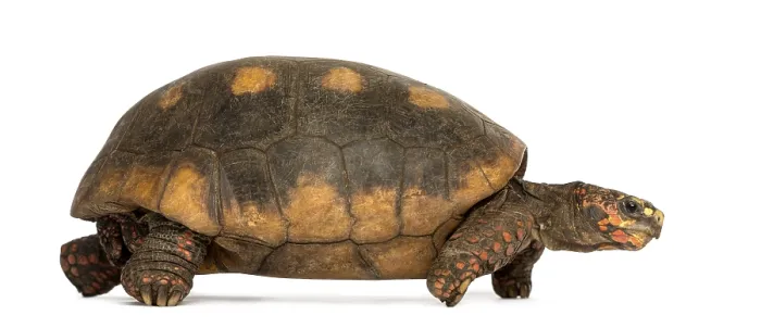 Framed Print : Side View Print of Red-footed Tortoise Walking Framed Print : Side View Print of Red-footed Tortoise Walking