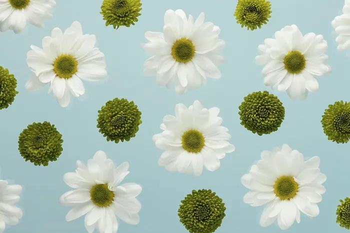 Framed Print : Top View Spring Daisies Print Framed Print : Top View Spring Daisies Print