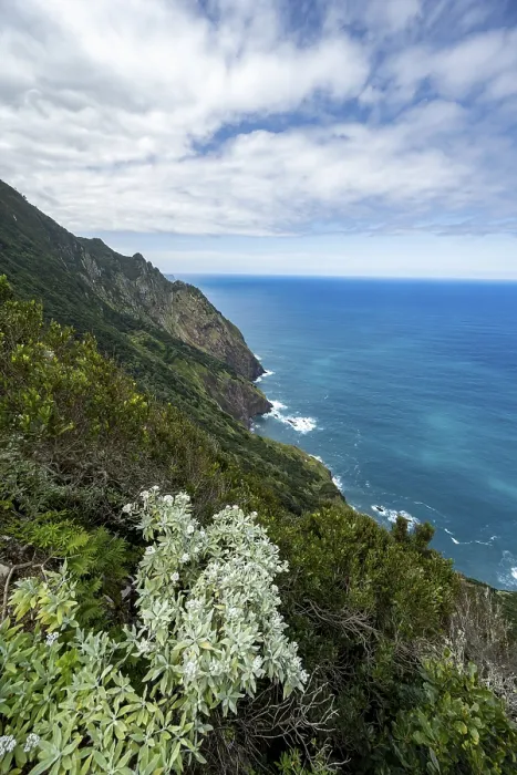 Framed Print : Madeira Coastline Print - Overgrown Cliffs Framed Print : Madeira Coastline Print - Overgrown Cliffs