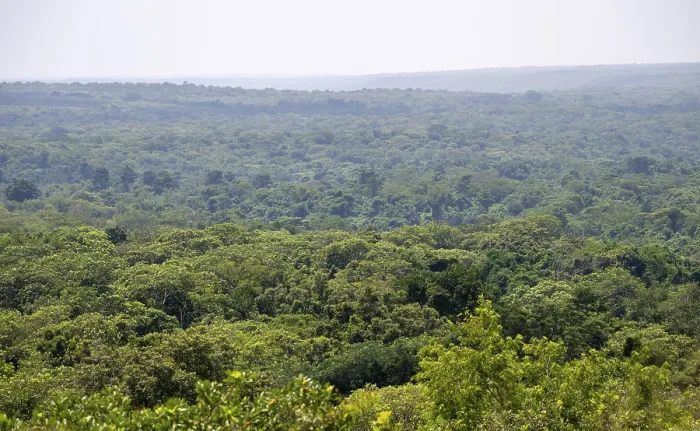 Framed Print : View over trees, dense rainforest Print, Murchison Falls National Park Framed Print : View over trees, dense rainforest Print, Murchison Falls National Park