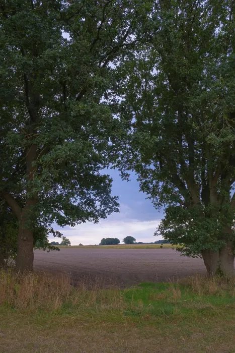 Framed Print : View through two trees onto fields and the sky, Husum, Germany Print Framed Print : View through two trees onto fields and the sky, Husum, Germany Print