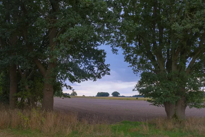 Framed Print : View through two trees onto fields and the sky, Husum, Germany Print Framed Print : View through two trees onto fields and the sky, Husum, Germany Print
