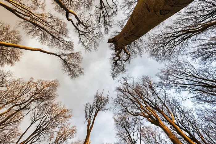 Framed Print : View through the treetops into the sky Print