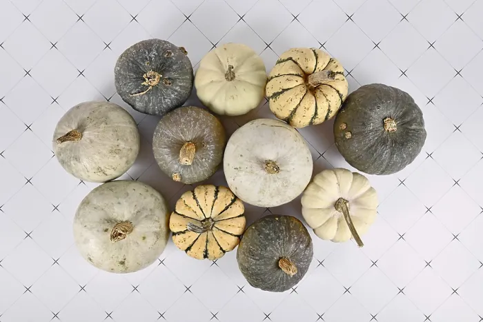 Framed Print : Top View of Green, White and Yellow Pumpkins Print Framed Print : Top View of Green, White and Yellow Pumpkins Print