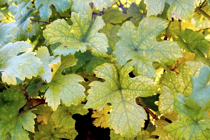 Framed Print : Vine Leaves Print Framed Print : Vine Leaves Print