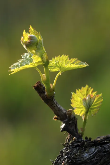 Framed Print : Vine Shoots in Spring Print Framed Print : Vine Shoots in Spring Print