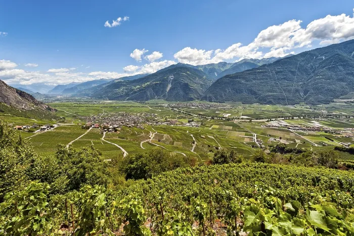 Framed Print : Vines on Steep Slopes in Fully, Rhone Valley Print Framed Print : Vines on Steep Slopes in Fully, Rhone Valley Print