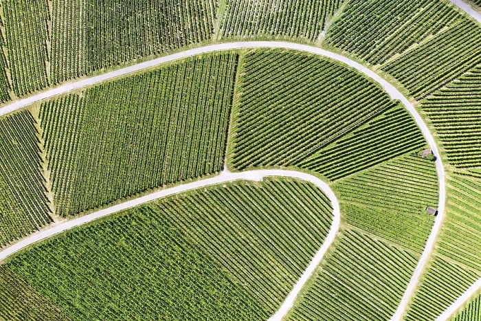 Framed Print : Vineyard Print from Above Framed Print : Vineyard Print from Above