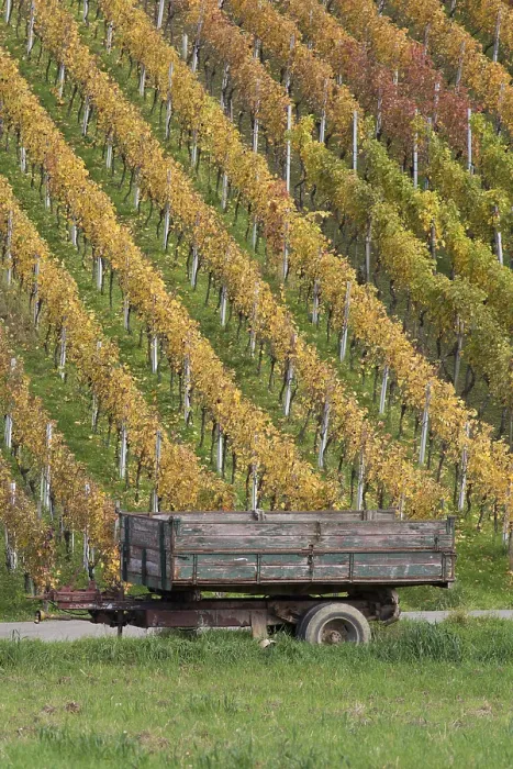 Framed Print : Vineyard Landscape Print Framed Print : Vineyard Landscape Print