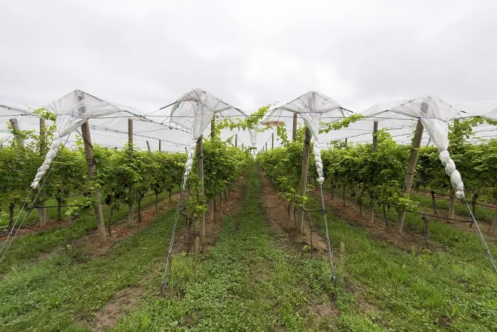 Framed Print : Vineyard covered with protective nets Print, Germany Framed Print : Vineyard covered with protective nets Print, Germany