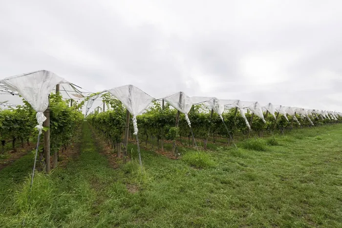 Framed Print : Vineyard covered with protective nets Print, Baden-Wurttemberg, Germany Framed Print : Vineyard covered with protective nets Print, Baden-Wurttemberg, Germany