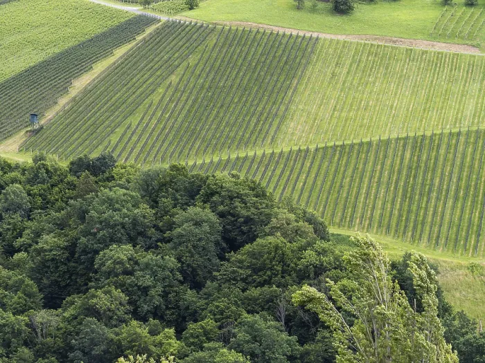 Framed Print : Vineyard at the edge of the forest Print, Styria, Austria Framed Print : Vineyard at the edge of the forest Print, Styria, Austria