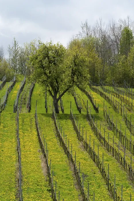 Framed Print : Vineyard in Spring Print Framed Print : Vineyard in Spring Print
