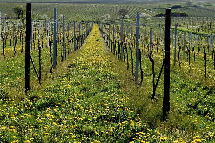 Framed Print : Vineyard in Spring Print, Godramstein, Germany Framed Print : Vineyard in Spring Print, Godramstein, Germany