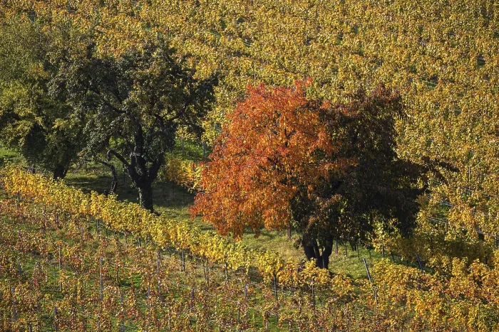 Framed Print : Autumn Vineyard Print, Schriesheim, Germany Framed Print : Autumn Vineyard Print, Schriesheim, Germany