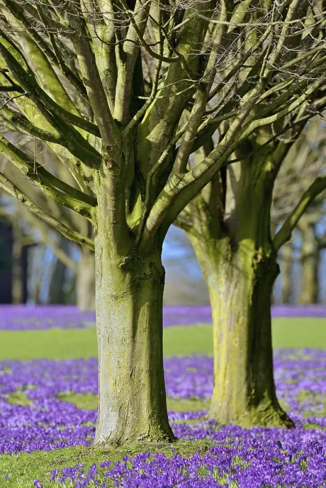 Framed Print : Violet Crocuses Bloom Under Trees Print Framed Print : Violet Crocuses Bloom Under Trees Print
