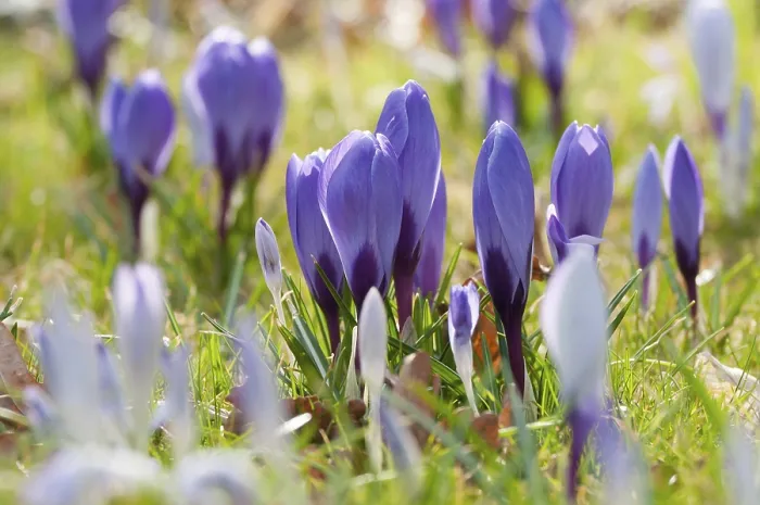 Framed Print : Violet Crocuses in Early Spring Print Framed Print : Violet Crocuses in Early Spring Print