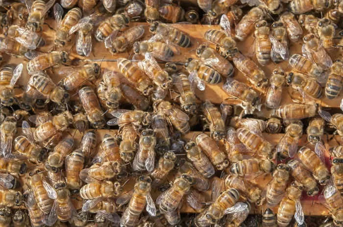 Framed Print : Beehives: Bees on Top of Honey Frames Print Framed Print : Beehives: Bees on Top of Honey Frames Print