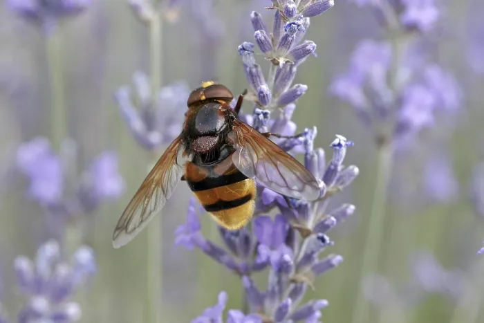 Framed Print : Volucella ianis Hoverfly Print Framed Print : Volucella ianis Hoverfly Print
