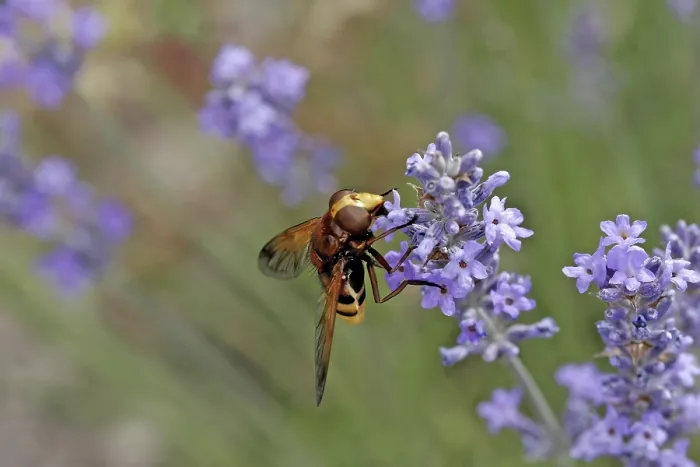 Framed Print : Volucella ianis Hoverfly Print