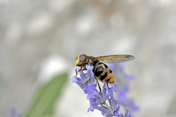 Framed Print : Volucella ianis Hoverfly Print Framed Print : Volucella ianis Hoverfly Print
