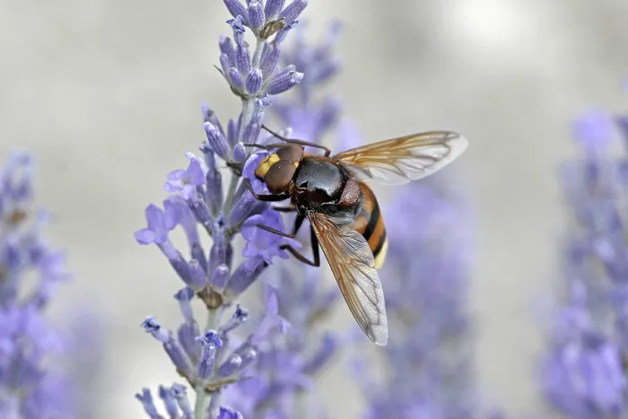 Framed Print : Volucella ianis Hoverfly Print Framed Print : Volucella ianis Hoverfly Print