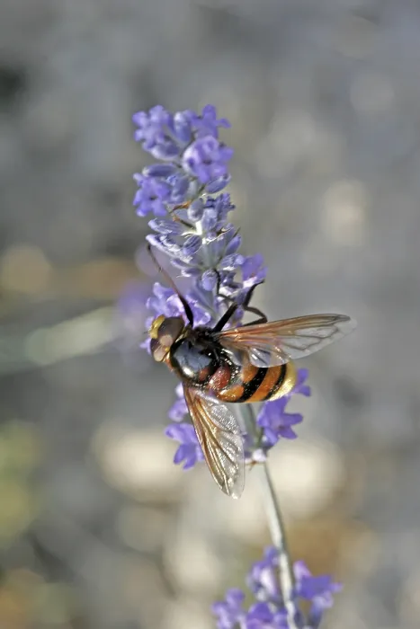 Framed Print : Volucella ianis Hoverfly Print Framed Print : Volucella ianis Hoverfly Print