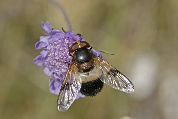Framed Print : Volucella pellucens Hoverfly Print Framed Print : Volucella pellucens Hoverfly Print