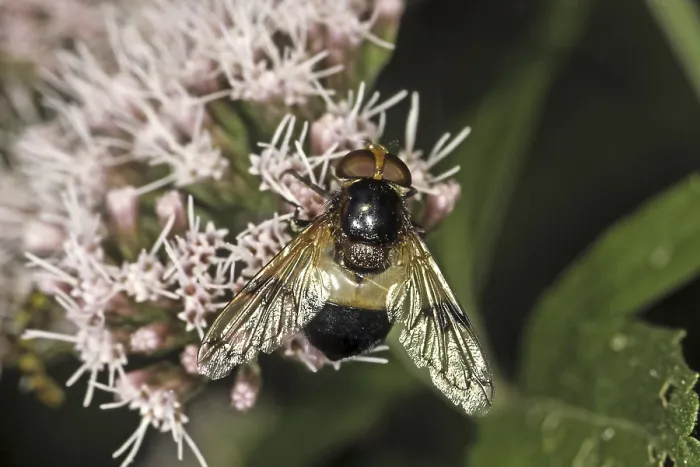 Framed Print : Volucella pellucens Print - Hoverfly
