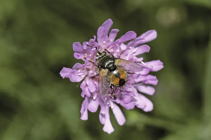 Framed Print : Volucella pellucens Print - Hoverfly in Flight Framed Print : Volucella pellucens Print - Hoverfly in Flight