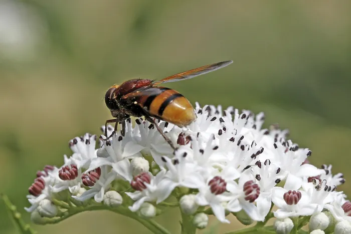 Framed Print : Volucella zonaria Print - Hoverfly Image Framed Print : Volucella zonaria Print - Hoverfly Image