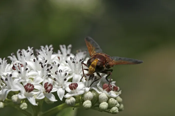 Framed Print : Volucella zonaria Print, Hoverfly in Flight Framed Print : Volucella zonaria Print, Hoverfly in Flight