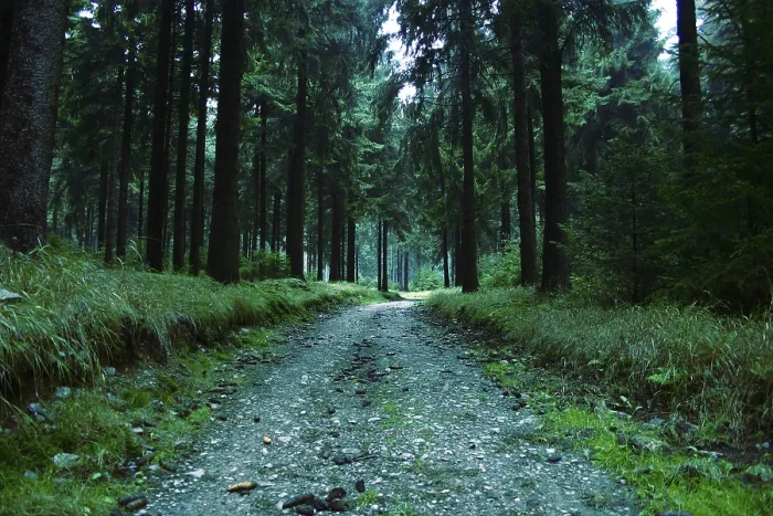Framed Print : Wald in Thuringen Print from imageBROKER Framed Print : Wald in Thuringen Print from imageBROKER
