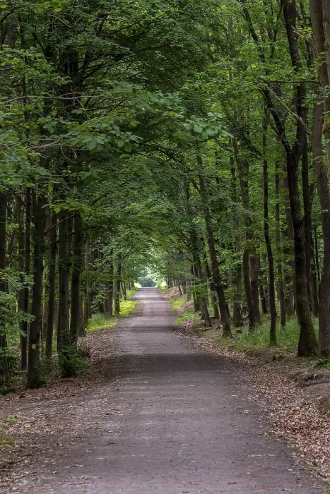 Framed Print : Walking Path in Forest Print - ImageBROKER Framed Print : Walking Path in Forest Print - ImageBROKER