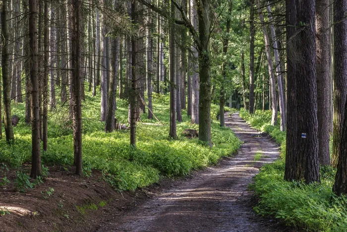 Framed Print : Walking Path in Forest Print - ImageBROKER Framed Print : Walking Path in Forest Print - ImageBROKER