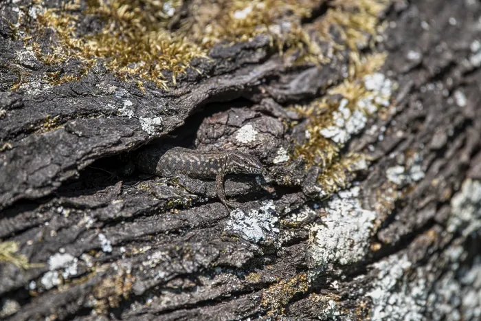 Framed Print : Wall Lizard Print, Stolberg, Germany