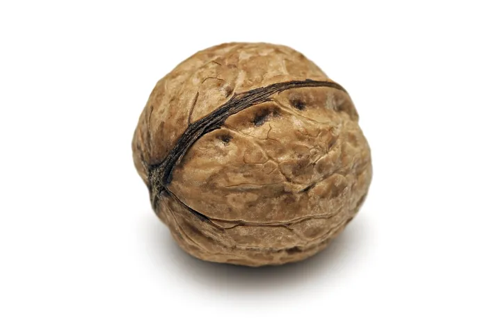 Framed Print : Walnut Walnut Print Framed Print : Walnut Walnut Print