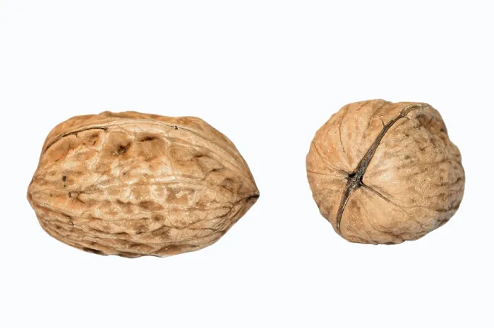 Framed Print : Walnuts Print from Nature Framed Print : Walnuts Print from Nature