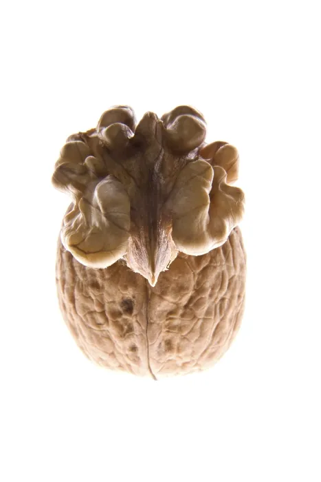 Framed Print : Walnuts Print - Aromatic Fruit Framed Print : Walnuts Print - Aromatic Fruit