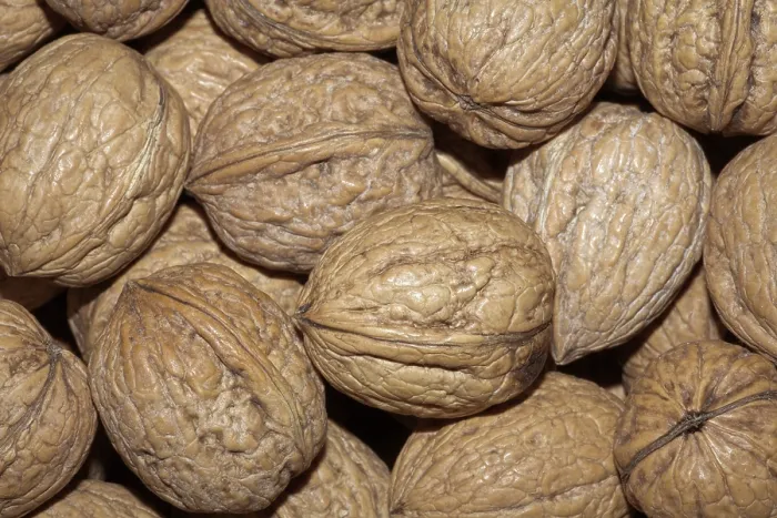 Framed Print : Walnuts Print - Aromatic Fruit Framed Print : Walnuts Print - Aromatic Fruit