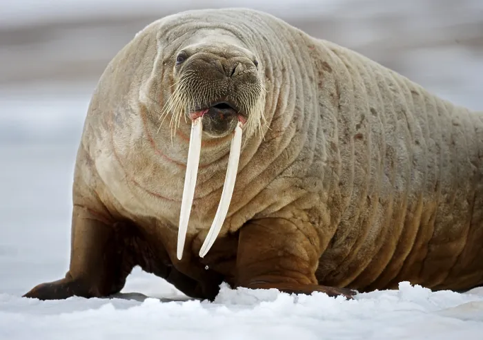 Framed Print : Walrus at Svalbard Print Framed Print : Walrus at Svalbard Print