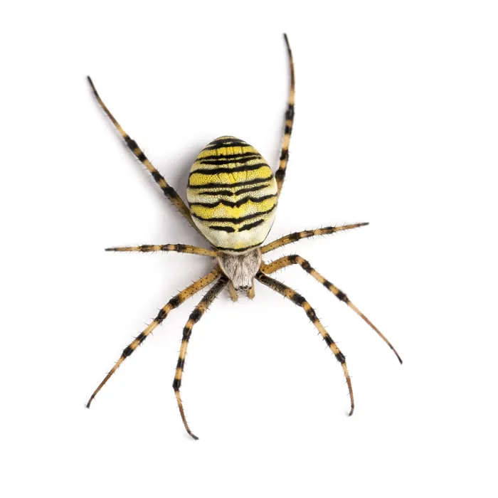 Framed Print : Wasp Spider Print - Argiope bruennichi