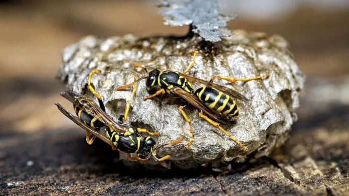 Framed Print : Print of Two Field Wasps on a Collapsed Nest Framed Print : Print of Two Field Wasps on a Collapsed Nest