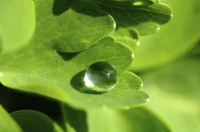 Framed Print : Water Drop on Leaf Print Framed Print : Water Drop on Leaf Print