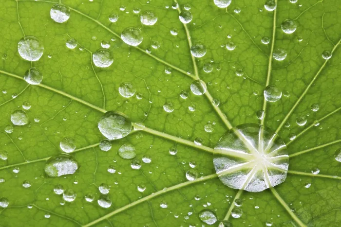 Framed Print : Macro Detail Water Drop Print on Leaf Framed Print : Macro Detail Water Drop Print on Leaf
